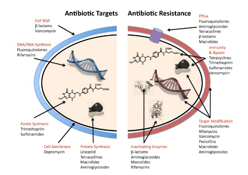 Antibiotic Resistance Explained